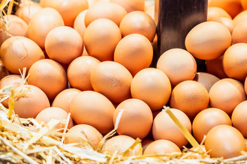 Vente d'oeufs frais