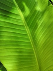banana leaf
