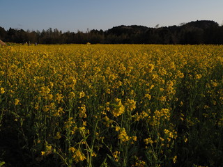 Obraz premium 菜の花畑にて