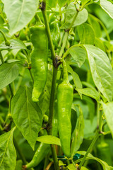 closeup green chilli, chile, chilli, peppers,  growing in lush green garden