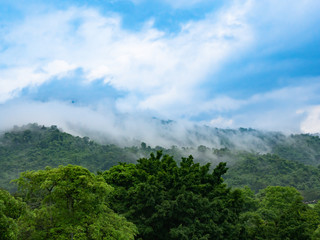 beautiful nature with green trees