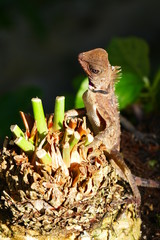 delightful beauty lizard on the background of wildlife