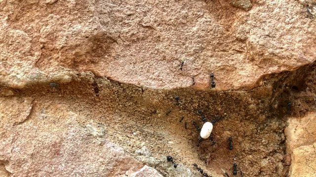 Black big ants crawling on a stone, close up