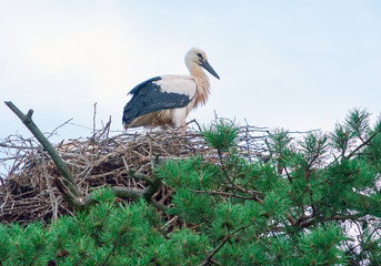 The stork sits in its nest high on a pine tree with beautiful green needles