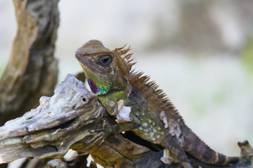 delightful beauty lizard on the background of wildlife