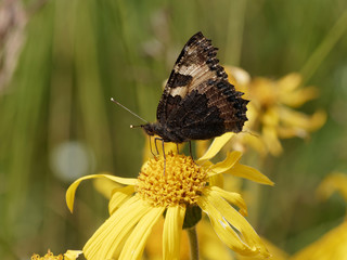 Aglais urticae - Papillon la petite tortue ou vanesse de l'ortie butinant sur une fleur d'arnica