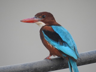 kingfisher