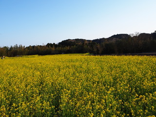 Obraz premium 広大な菜の花
