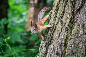 squirrel on tree