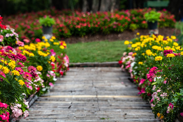 Bamboo pathway between flowers garden with selective focus on flowers.