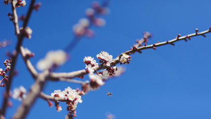 Pink flower tree in the park with blue sky background, blooming in sping season.