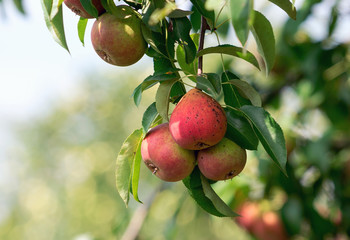 Branch with ripe pear fruit in the garden.