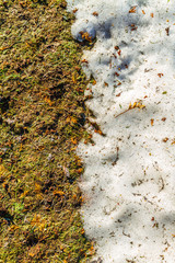 Grass and snow border straight line in spring 