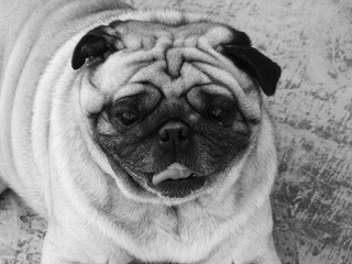 pug