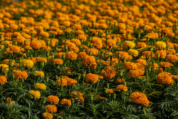 yellow flower in sunset time with selective focus.