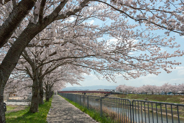 Fototapeta premium Full blooming of Cherry blossoms in Japan