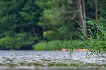 SILENCE BY THE LAKE - forest and third and small waves moved by the wind