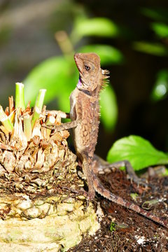 picture photo delightful beauty lizard on the background of wildlife