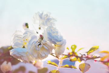 Fototapeta na wymiar Delicate white flowers on a blue background. Roses