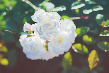 Delicate white flowers on a blue background. Roses