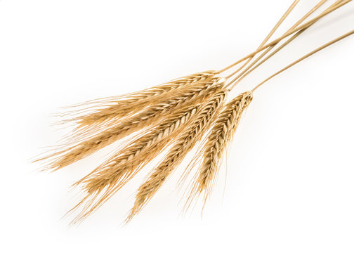 Ears of rye isolated on a white