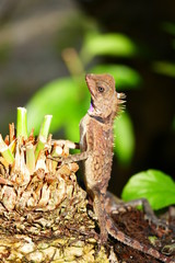 picture photo delightful beauty lizard on the background of wildlife