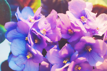 Cozy house. Home flower violet in a pot on the windowsill under the rays of the morning spring sun.	