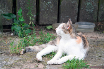 Light red cat lies on the grass in the village.