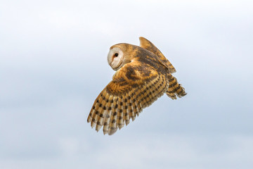 Barn owl