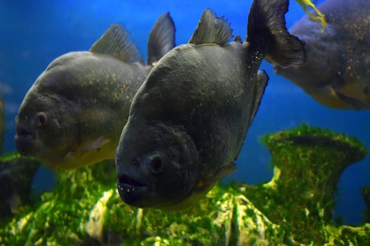 Ordinary piranhas are a species of predatory radiant fish from the subfamily piranhive