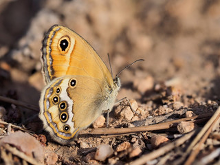 Butterfly Dusky Heath (Coenonympha dorus) perched on the ground early in the morning, near Almansa, Spain