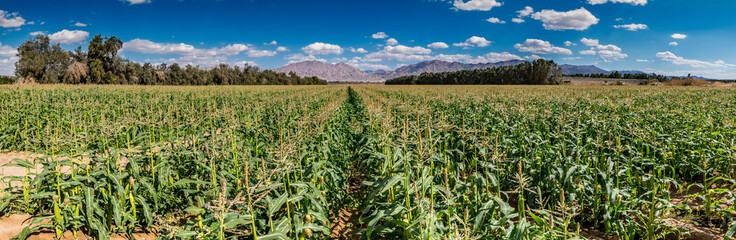 Fototapeta na wymiar Field with ripening corn in desert. Image depicts advanced agriculture industry in desert areas of the Middle East