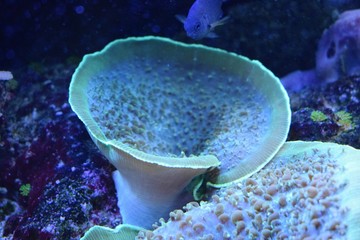 Corals are marine invertebrates within the class Anthozoa of the phylum Cnidaria. They typically live in compact colonies of many identical individual polyps © Taisiia