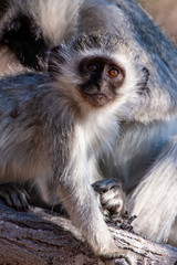 Fototapeta premium Vervet monkey (Chlorocebus pygerythrus) in Kruger National Park, South Africa