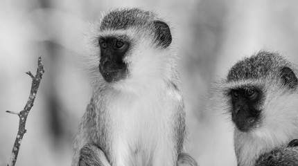 Vervet monkey (Chlorocebus pygerythrus) in Kruger National Park, South Africa