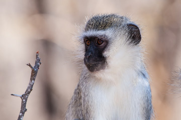 Vervet monkey (Chlorocebus pygerythrus) in Kruger National Park, South Africa