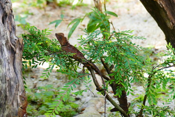 delightful beauty lizard on the background of wildlife