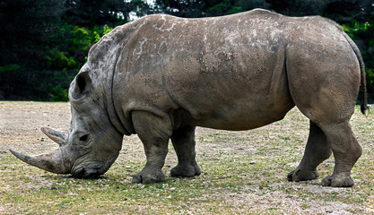 Obraz premium African rhinoceros. Latin name - Diceros bicornis 