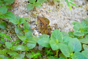 delightful beauty lizard on the background of wildlife