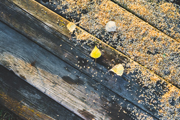 Obraz premium Indian summer. Fallen yellow birch leaves and catkins on the old wood background. Defoliation 