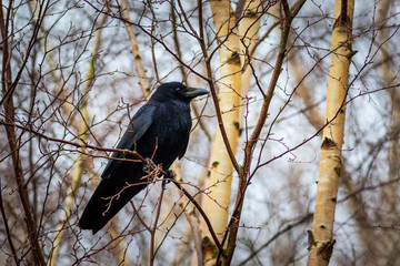 Carrion crow (Corvus corone)
