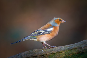 Chaffinch (Fringilla coelebs)