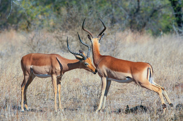 Naklejka na ściany i meble Impala Antelopes in the Kruger National Park, South Africa