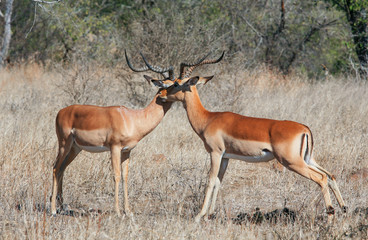 Naklejka na ściany i meble Impala Antelopes in the Kruger National Park, South Africa