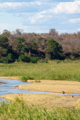 Fototapeta na wymiar African landscape in the Kruger National Park, South Africa