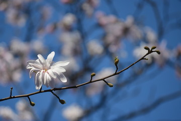 White magnolia flower on a branch towards blue sky, blurred background, soft focus