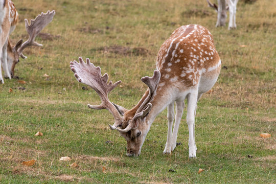 Fallow deer (Dama dama)