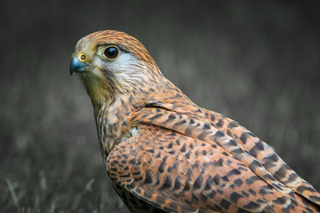 kestrel