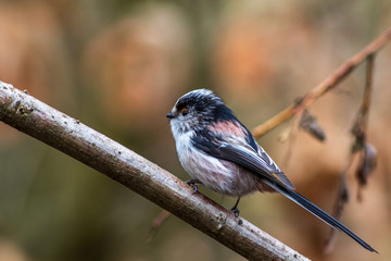 Long-tailed tit  (Aegithalos caudatus)
