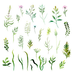 watercolor drawing: a set of wild grasses and flowers, sketch